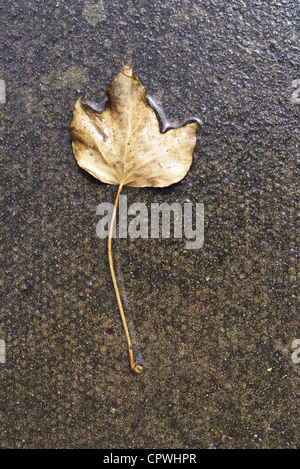 Blatt stecken, um einen Regen durchnässt Seite gehen Stockfoto