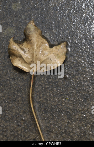 Blatt zu einem Regen durchnässt Boden stecken Stockfoto