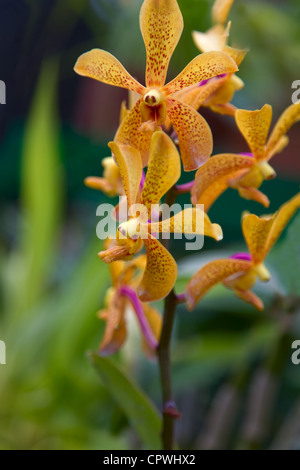 Orange Orchidee blüht in den Royal Botanic Gardens in Peradeniya, Sri Lanka Stockfoto