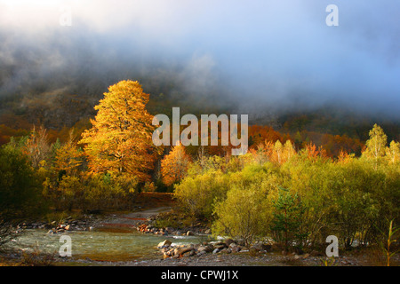 Fluss und verschiedene Bäume im Herbst. Ordesa y Monte Perdido Nationalpark. Huesca Provinz. Aragon, Pyrenäen Stockfoto