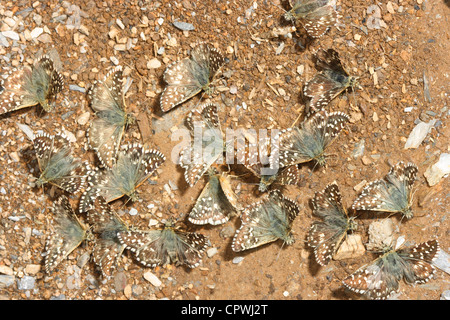 Ergrauten Skipper Schmetterlinge, Pyrgus Malvae. Gruppe auf Boden Stockfoto