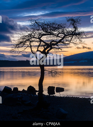 Ein Baum gegen atemberaubenden Sonnenuntergang, Loch Lomond, Schottland, UK Stockfoto