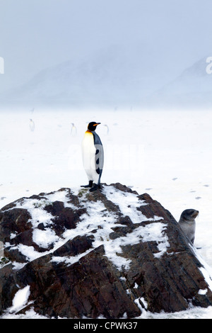 Königspinguin auf Felsen mit antarktische Seebär, St. Andrews Bay, South Georgia Island Stockfoto