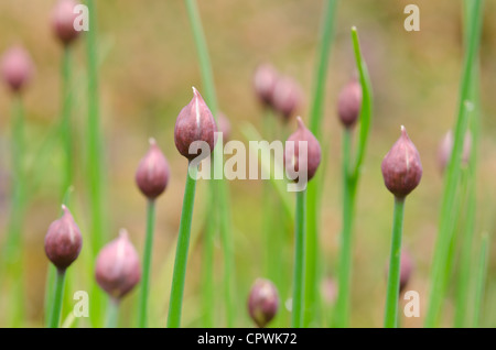 Allium Schoenoprasum Blühende Schnittlauch geschützt, kurz bevor sie Gehäuse öffnen Stockfoto