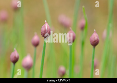 Allium Schoenoprasum Blühende Schnittlauch geschützt, kurz bevor sie Gehäuse öffnen Stockfoto