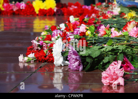 weiß gelb rot rosa Blumen auf dem Felsen Stockfoto