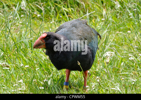 Ein Takahe (Porphyrio Hochstetter - vom Aussterben bedrohte Vogel Neuseeland) Weiden auf Rasen auf Kapiti Island Neuseeland. Stockfoto