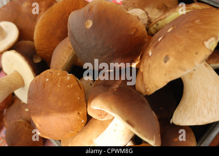 Gruppe von Speisepilzen hautnah, horizontale Stockfoto