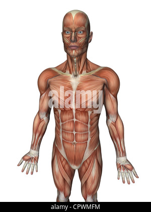 Anatomische Darstellung des menschlichen Körpers zeigt die oberflächlichen Muskeln Stockfoto