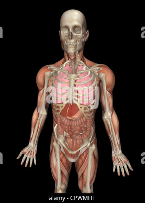 Anatomische Darstellung des menschlichen Körpers zeigt die große Orgel Stockfoto