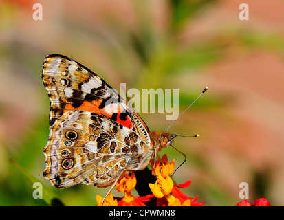 Monarch-Wirtspflanze Stockfoto