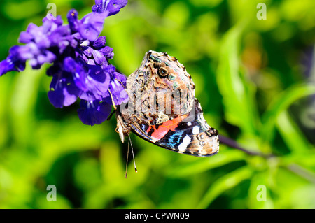 Red Admiral Stockfoto