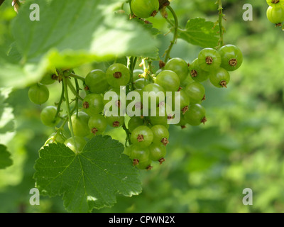 unreifen roten Johannisbeeren im Frühjahr / Ribes Rubrum / Unreife Rote tragen Im Frühling Stockfoto