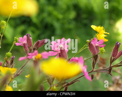 Wildblumenwiese mit roten Campion und Hahnenfuß / Wildblumenwiese Mit Roten Lichtnelken Und Hahnenfuß Stockfoto