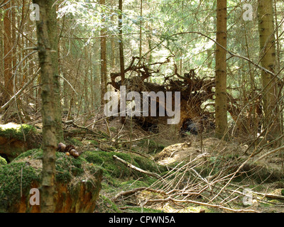 Holz-Landschaft mit Moos und umstürzenden Baum / Wald Landschaft Mit Wurzelstock von Entwurzeltem Baum Und Moos Stockfoto