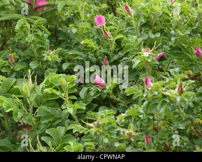 Blüte von Hundsrose / Heckenrose / Rosa Canina / Heckenrose / Hundsrose Stockfoto