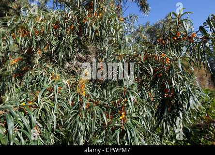 Sanddorn (Hippophaë Rhamnoides)-Beeren und Bush, Finnland Stockfoto