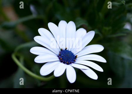 Osteospermum, Herbers, Calenduleae, Blue-eyed Daisy Stockfoto