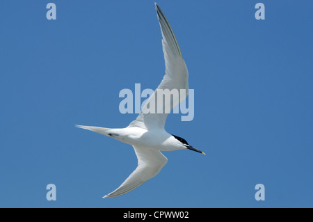 Eine Brandseeschwalbe im Flug Stockfoto