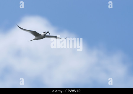 Eine Brandseeschwalbe im Flug Stockfoto