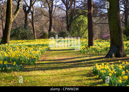 Frühling in Christchurch, New Zealand, bedeutet Tausende von Narzissen in Hagley Park. Stockfoto