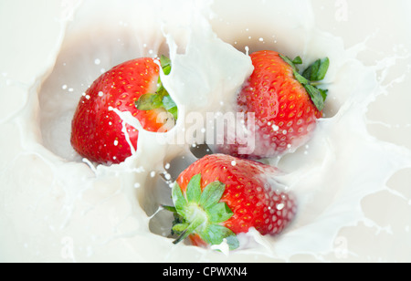 Milch und planschen in der Milch Erdbeere Stockfoto