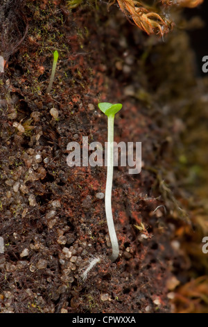 Junge Pflanze Setzling schießen aus fruchtbaren Boden, Wurzelhaare sichtbar Stockfoto