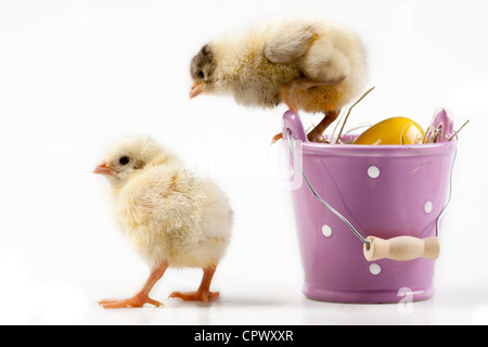 Ostern Tiere RM Stockfoto