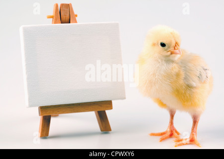 Ostern Tiere RM Stockfoto