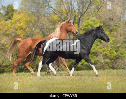 Tennessee Walking Horses Stockfoto