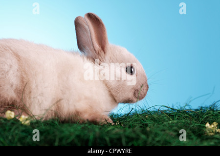 Ostern Tiere RM Stockfoto