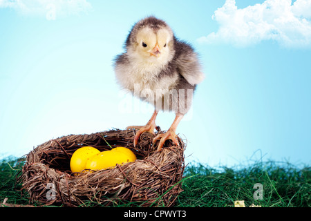 Ostern Tiere RM Stockfoto