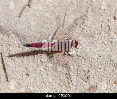 Violette Dropwing Trithemis meistens, Isalo Nationalpark, Madagaskar Stockfoto