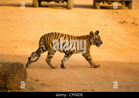 Jungtier einer Tigerin genannt Kankati beim Überqueren der Straße von Siddh Baba Meadows in Bandhavgarh Tiger Reserve. Stockfoto