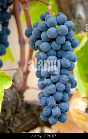 Reifen Brunello Trauben Sangiovese, wachsen auf Reben auf dem Weingut La Fornace in Montalcino in Val D'Orcia, Toskana, Italien Stockfoto