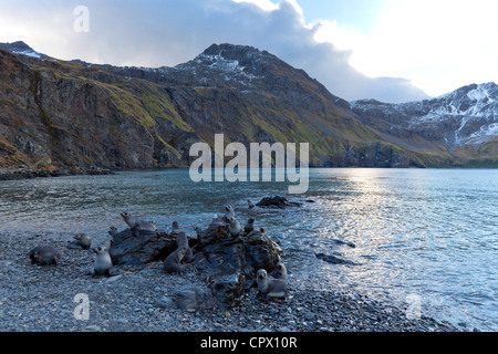 Kinderkrippe der antarktische Pelz Dichtung Welpen am Maiviken. South Georgia Island Stockfoto