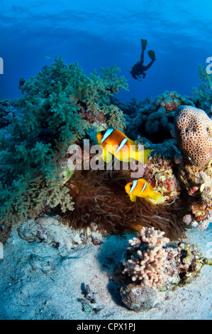 Anemonenfische und Taucher im Roten Meer, Ägypten Stockfoto