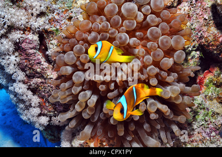 Anemonenfische im Roten Meer, Ägypten Stockfoto