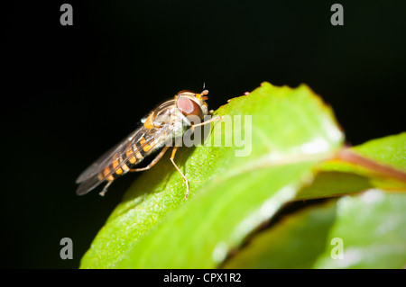 Hoverfly auf einem Blatt Stockfoto