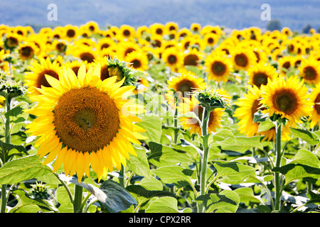 Feld von Sonnenblumen, Nahaufnahme Stockfoto