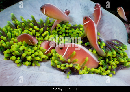 Anemonenfische im anemone Stockfoto