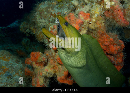 Klaffende Mund grüne Muräne Stockfoto