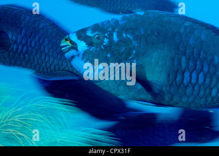 Midnight Blue Papageifische Stockfoto