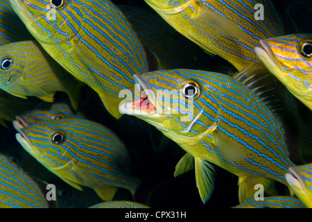 Schule der blau gestreifte Grunt Stockfoto