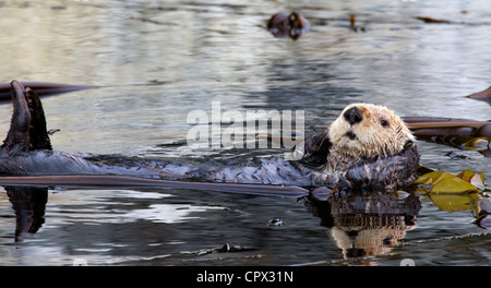 Sea Otter in Seetang Bett ruhen Stockfoto