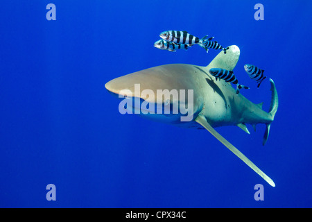 Ansicht des ozeanischen Weißspitzen Stockfoto