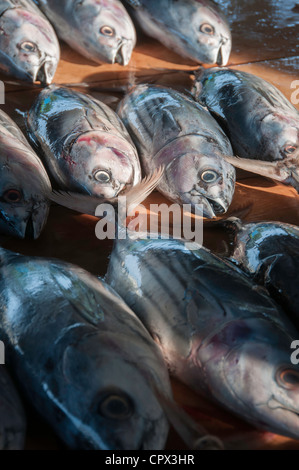 Frischer Thunfisch gefangen und zum Verkauf in Bitung Fischmarkt, Nord-Sulawesi, Indonesien Stockfoto