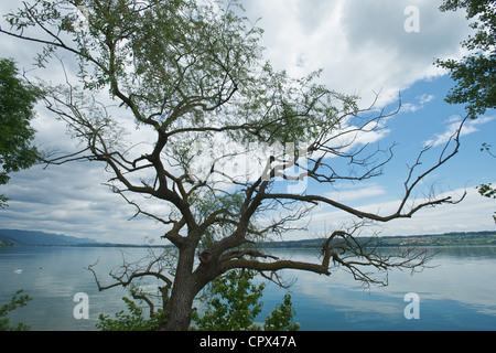 Der See von Biel/Bienne in Stwitzerland. Wolken und ein Alter Baum hängen über einem ruhigen See Stockfoto