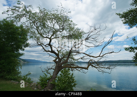Der See von Biel/Bienne in Stwitzerland. Wolken und ein Alter Baum hängen über einem ruhigen See Stockfoto