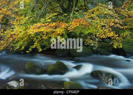 Herbst Farben entlang der East Dart River, Dartmoor, Devon, England, UK